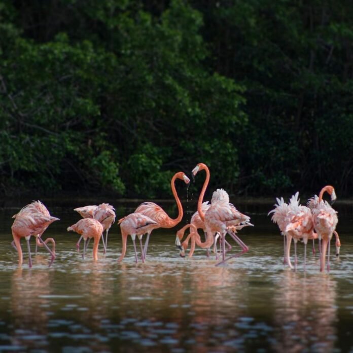 Celestún, el paraíso de Yucatán