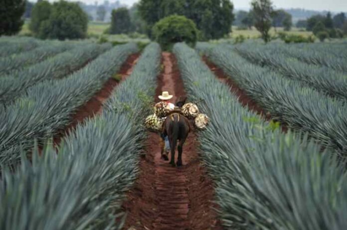 tequila-jalisco